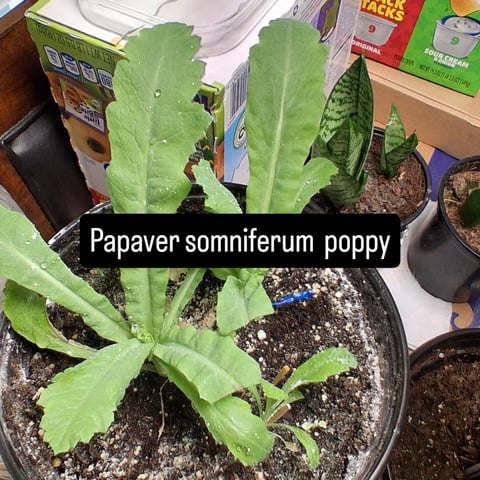 blueberry funk — vegetative, day 63