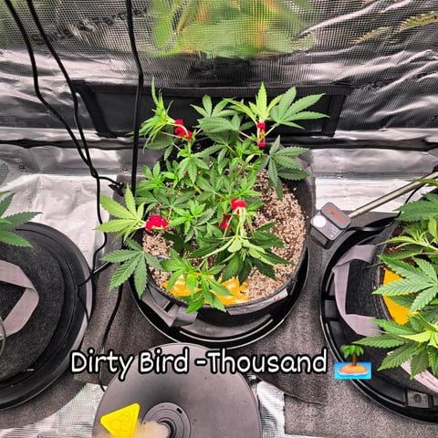Dirty Bird - Thousand Island Fem & Platinum Kush Breath Remix x Grape Cakehead Fem Photo  — vegetative, day 37