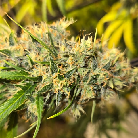 Big Momma Blue Dream  — flower, day 61