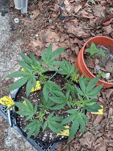 My First Grow — vegetative, day 82