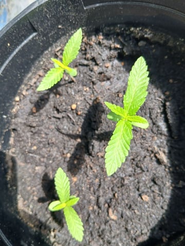Vegetative  — seedling_rooting, day 9