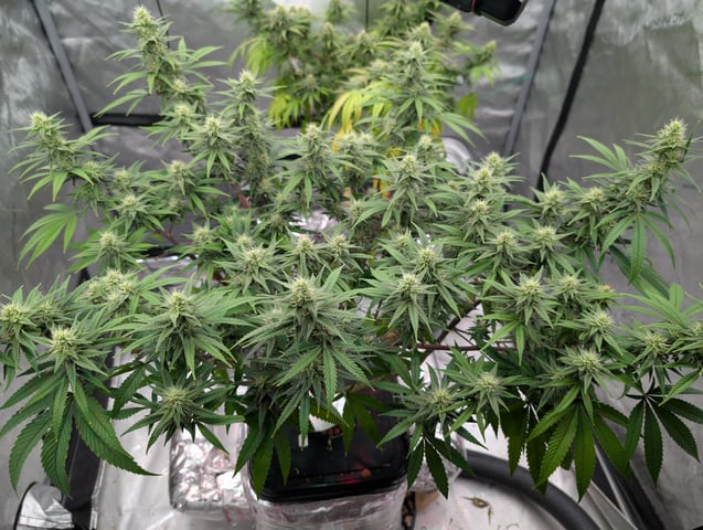 Black African Magic — flower, day 95