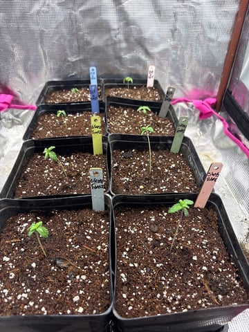 Grow #2 2x2x4 — seedling_rooting, day 14