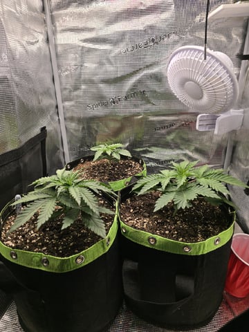  1 Blue Zushi x Venom & 1 Jack Here x Strawberry Cookies OG — vegetative, day 19