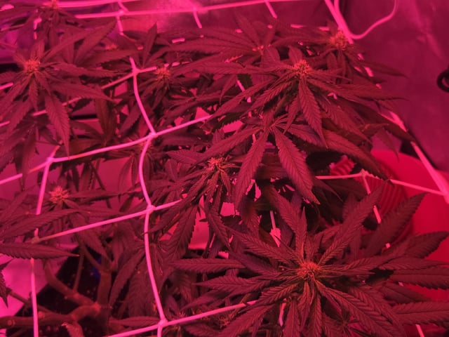 first grow second plant  — flower, day 78