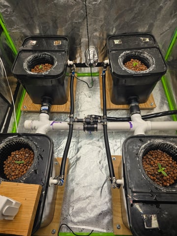 Growing — seedling_rooting, day 29