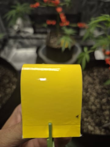 Grow 1 2026 Gelato Rainbow Sherbert  — vegetative, day 53