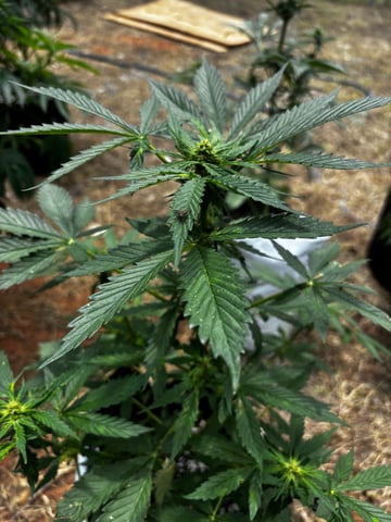 Autoflowers — flower, day 39