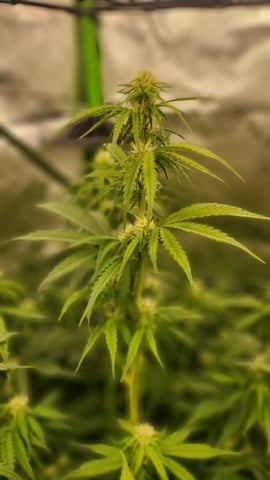 First attempt at planting some seeds — flower, day 60