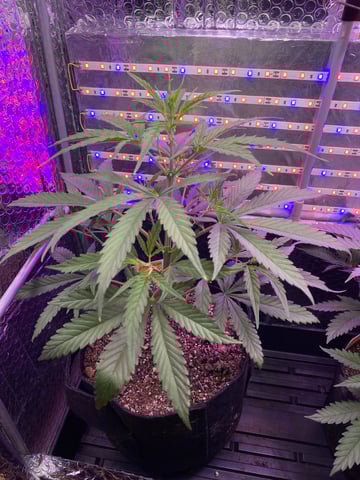 widows’ mimosa f1 — flower, day 40