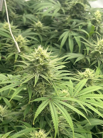 zunami s1 grounded genetics  — flower, day 68