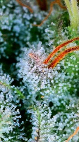 Black African Magic — flower, day 183