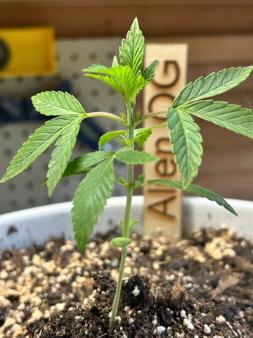 First ever grow — vegetative, day 30