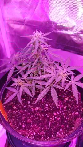 first grow adventure  — vegetative, day 38
