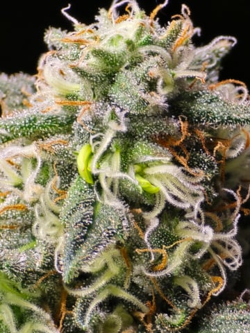 Homegrown - 🍒 🥧 & GSC Auto, 🚀 Seeds 🍌 Buttercups  — done, day 83