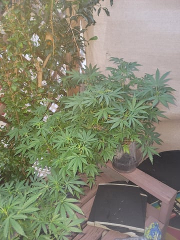 Ghetto Growing — flower, day 52