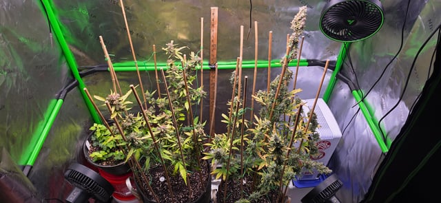 Here We Grow... — flower, day 97