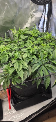 Ace Killer OG — vegetative, day 18