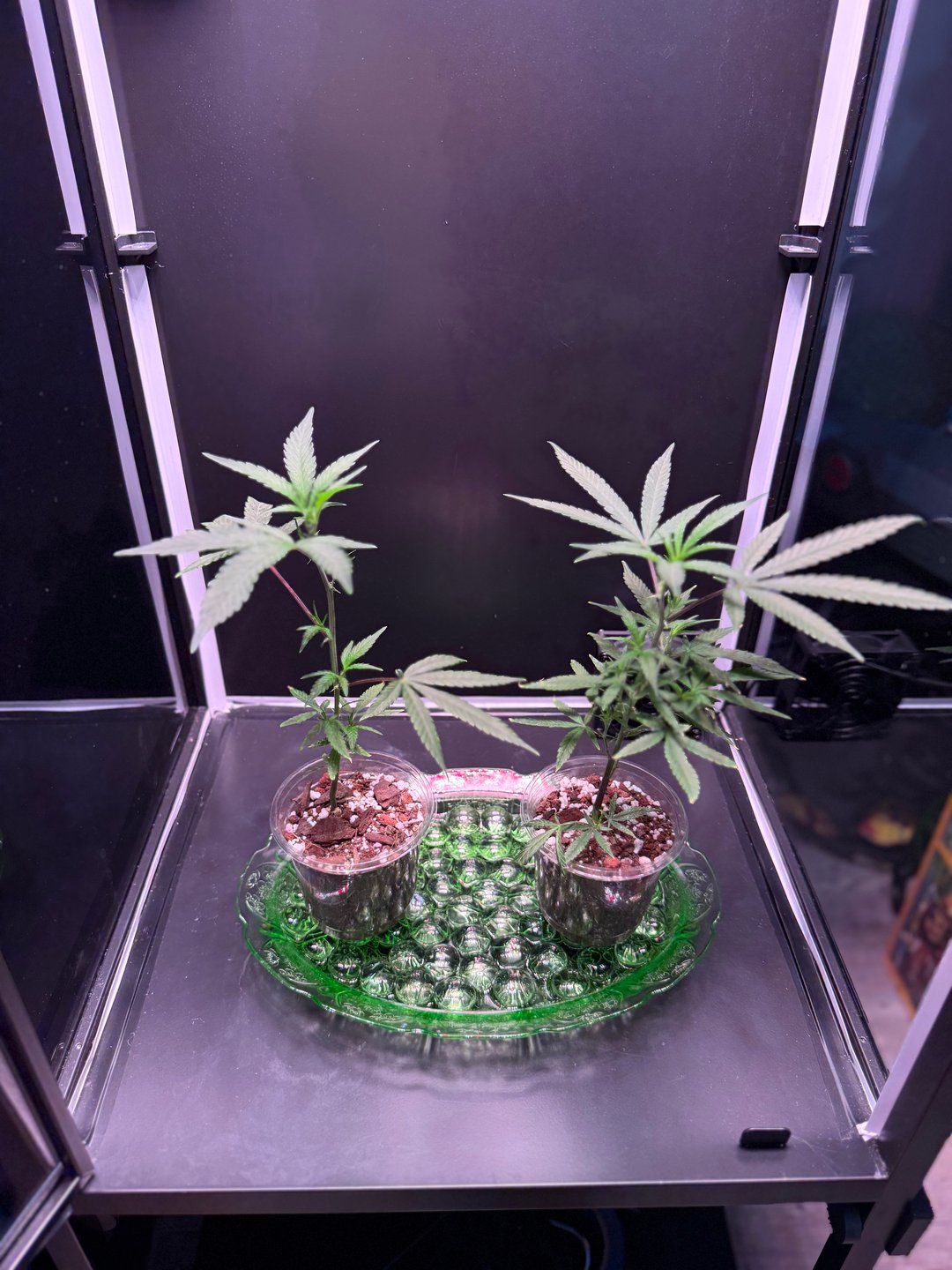 beginner grow attempt