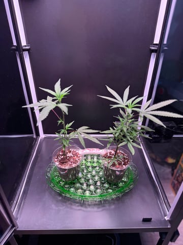 beginner grow attempt