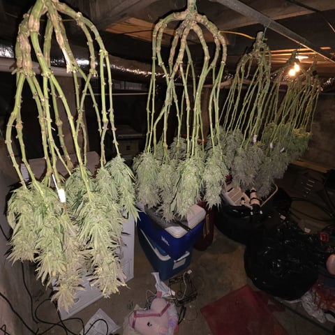 Hazy Daze — flower, day 122