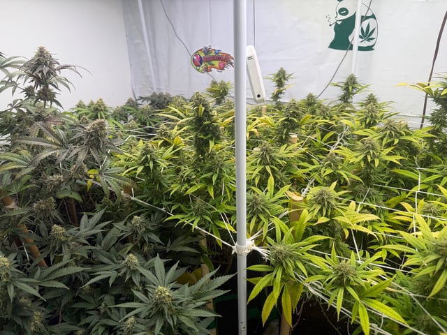 Indoor Grow  — flower, day 187