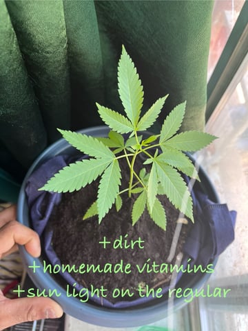 My Devine Conscious  — vegetative, day 37