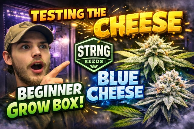 My YouTube Grows — grow_setup, day 1