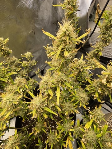 3x3 Grow — flower, day 36