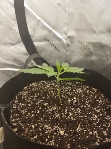 first grow — vegetative, day 16