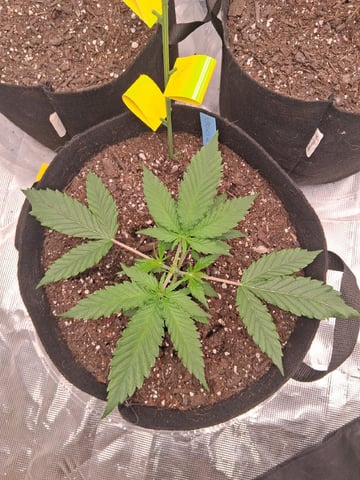 Seedman mix auto & seedman mix auto & GodFather OG — vegetative, day 21