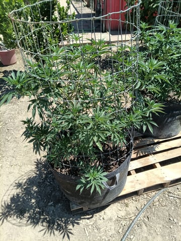 first 4 — vegetative, day 10