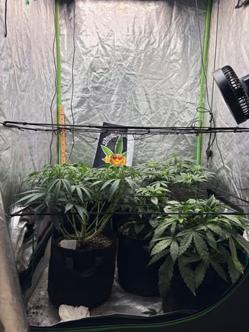 Purple Wedding Glue — grow_setup, day 2