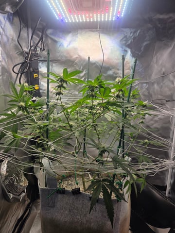 Looking for advice! — flower, day 66