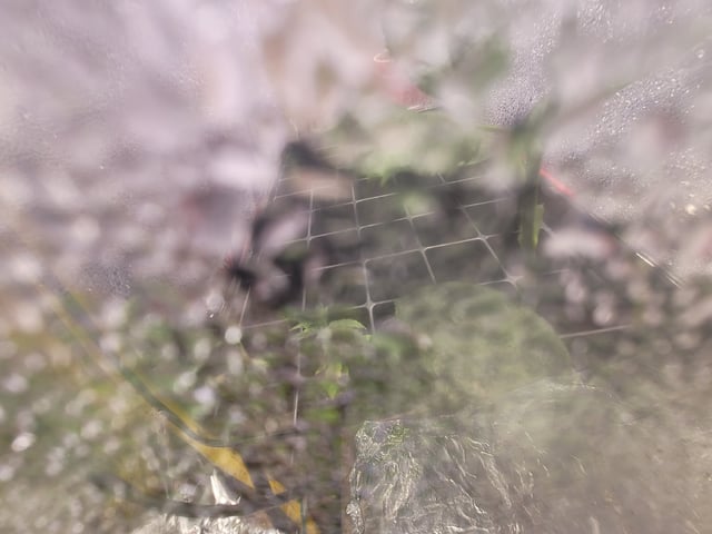 Ghetto Growing — germination, day 4