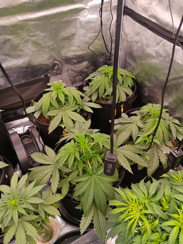 Gurilla Glue #4 × Samsquatch autos — vegetative, day 26