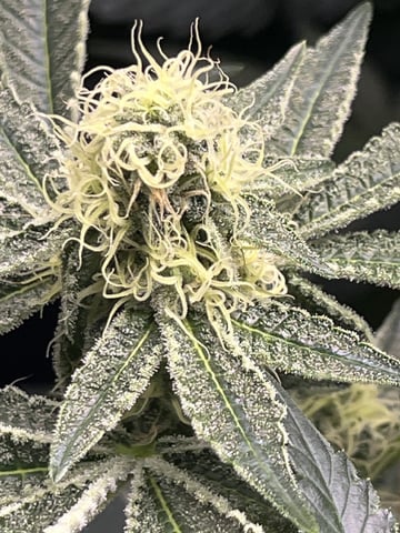 The Bling  — flower, day 110