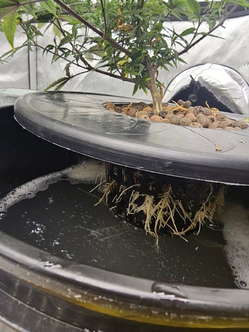 Dwc & Soil Run.  — vegetative, day 18