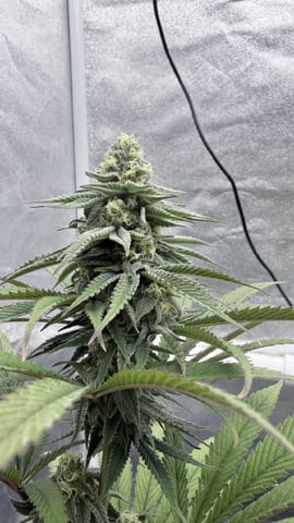 Blue Dream Grow — flower, day 67