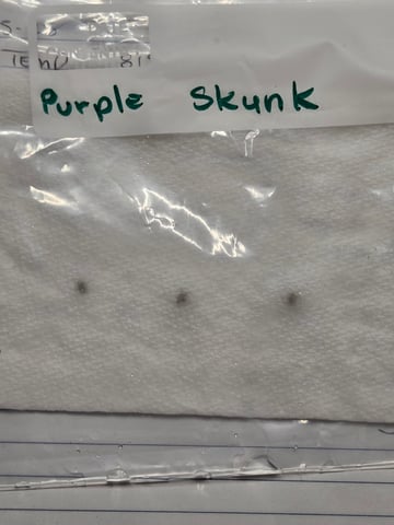 2nd Grow 3x5 tent — flower, day 121