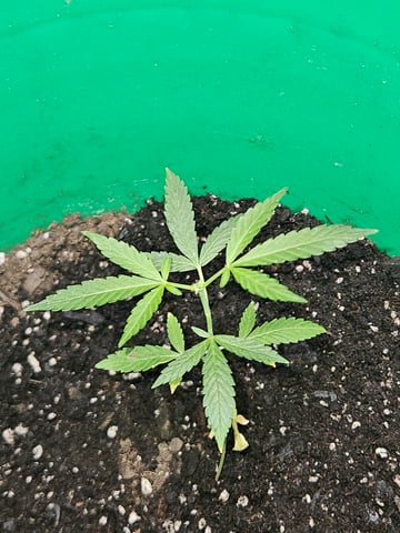 1st plant. Strain: Green Gelato AutoFlower — vegetative, day 45