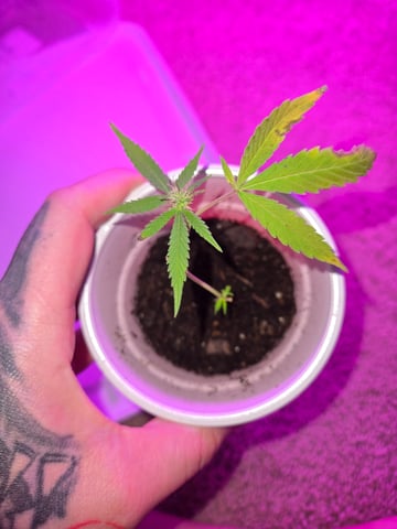 Frosty Suprise  — grow_setup, day 83
