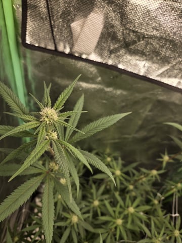 Banana and Gold — flower, day 25