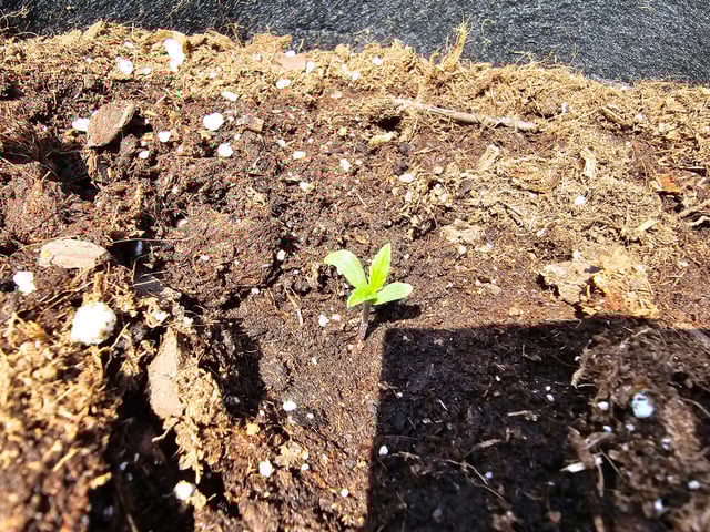 banana blaze  — grow_setup, day 7