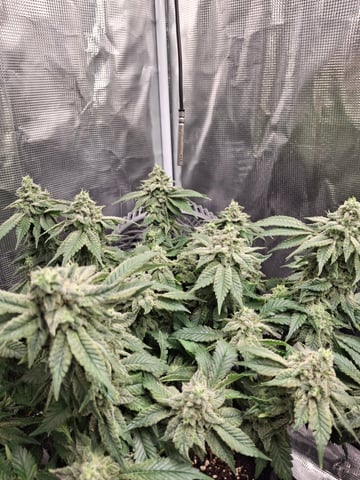 SoFloBudz — flower, day 88