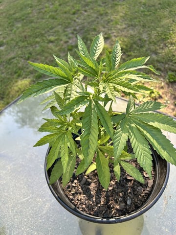 2026 Outdoor — vegetative, day 41