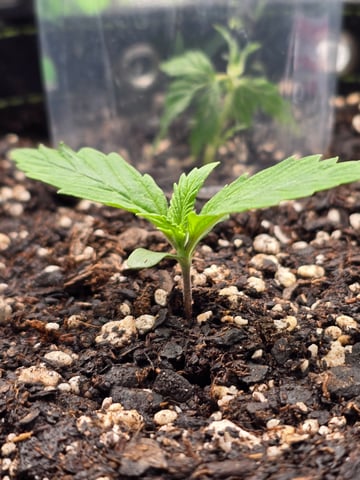 Gorilla Cookies auto  — vegetative, day 8