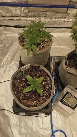 Autos For The Rest Of Winter 🔥🔥😉 — vegetative, day 42