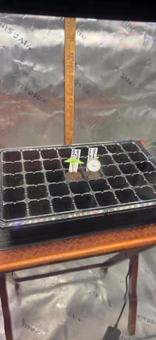 Fall '25 Indoor 2x4 — seedling_rooting, day 9