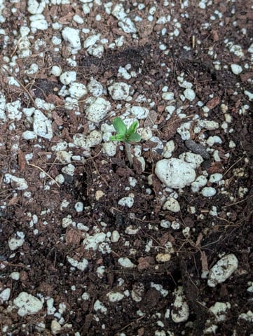 Pineapple Express Auto  — seedling_rooting, day 8